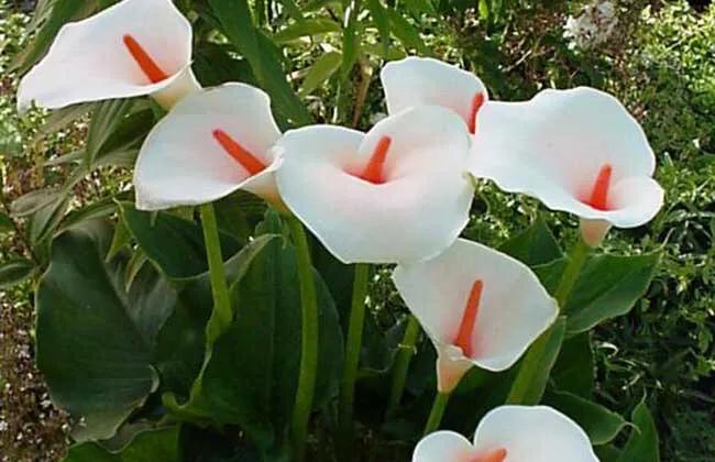 马蹄莲品种及图片欣赏大全,马蹄莲有几种品种图片