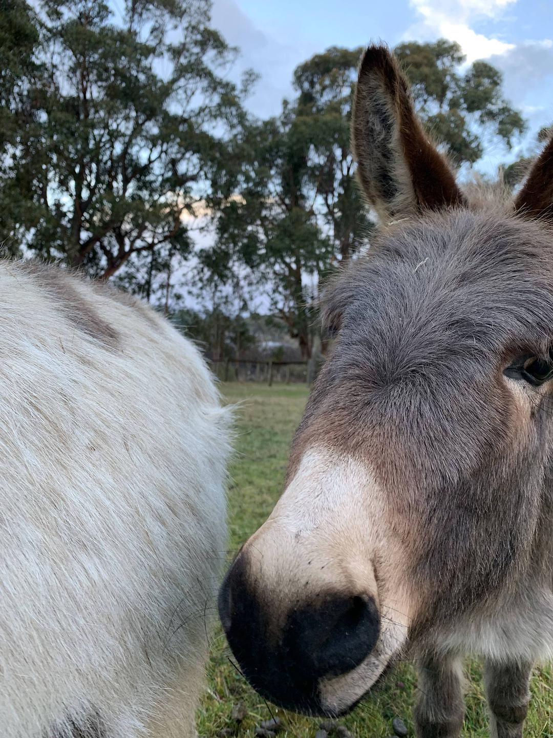 塔斯马尼亚心形小岛,降落西沙群岛