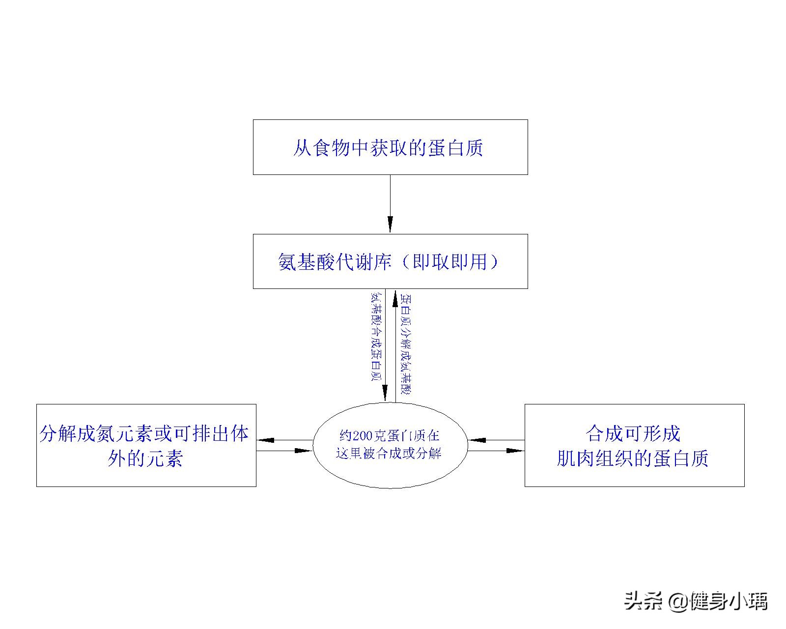 健身补剂蛋白粉控制在多少最好,健身小白蛋白粉和补剂选择
