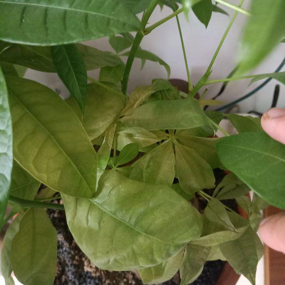 发财树叶子喷啤酒黄了,发财树黄叶喷桔子皮水可以吗