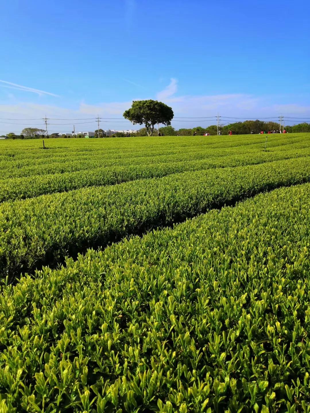 在济州岛发呆的日子,济州岛散心