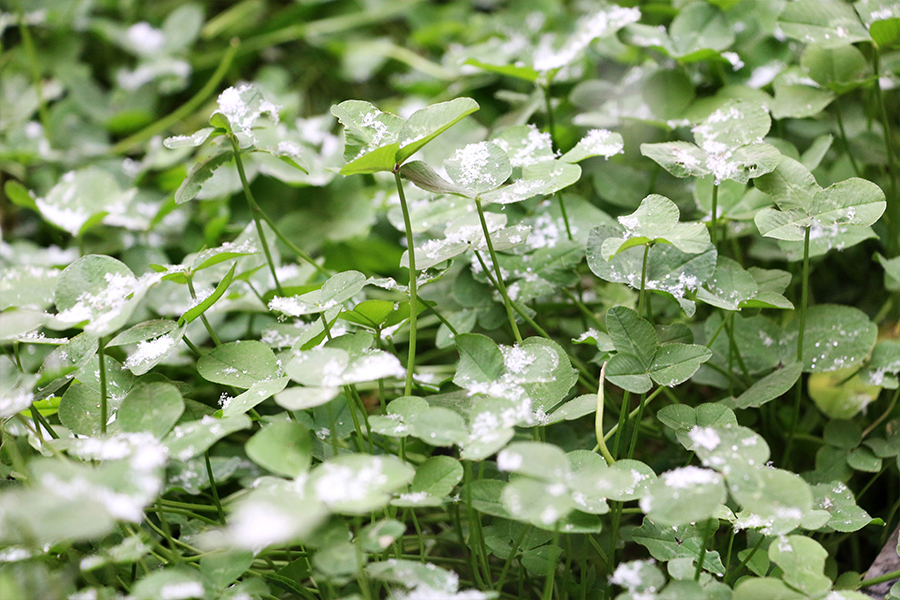 雪中的校园风景,坐落在雪山戈壁上的学校真美丽