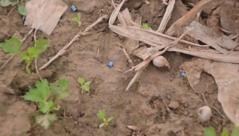 园林蜗牛虫害怎么消灭,菜园蜗牛怎么治最好