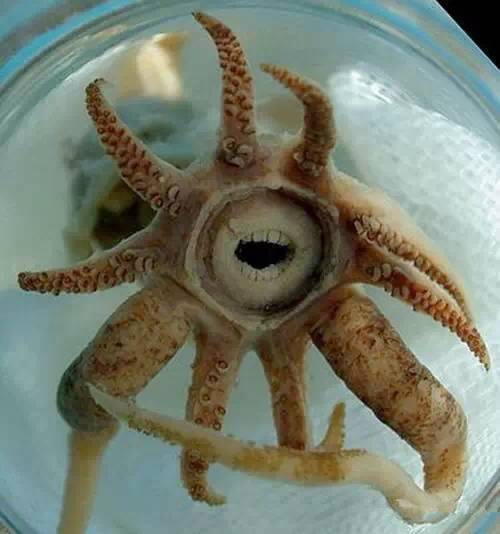 中国海鲜河鲜,市场河鲜海鲜种类大全