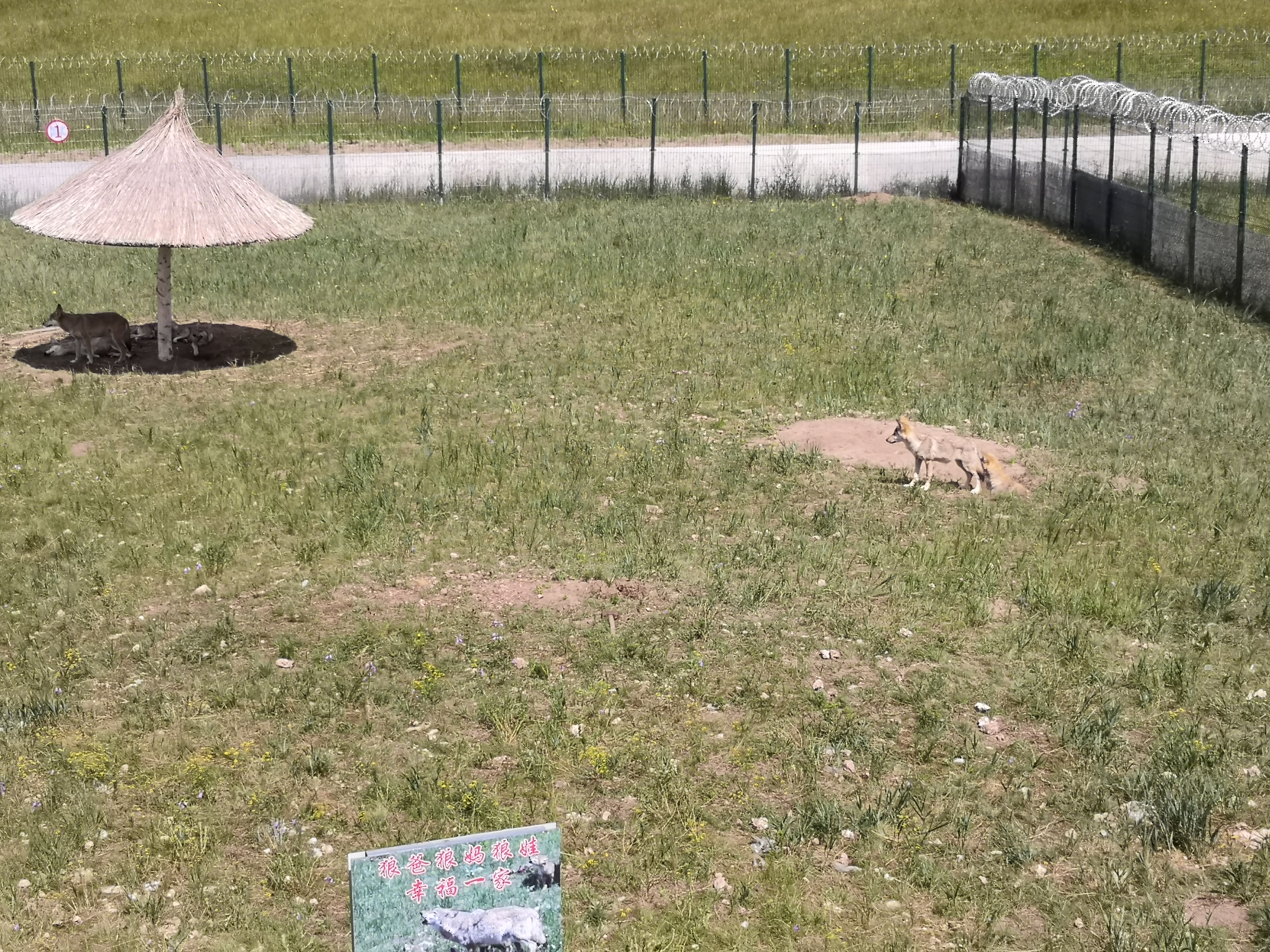 乌拉盖野狼谷狼图腾,狼图腾草原旅游