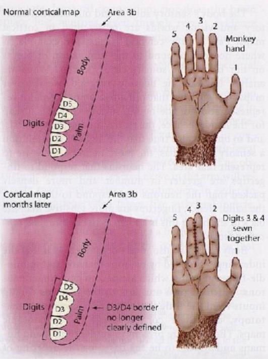 大脑的创造力主要蕴藏在哪里,大脑的自我意识是怎么产生的