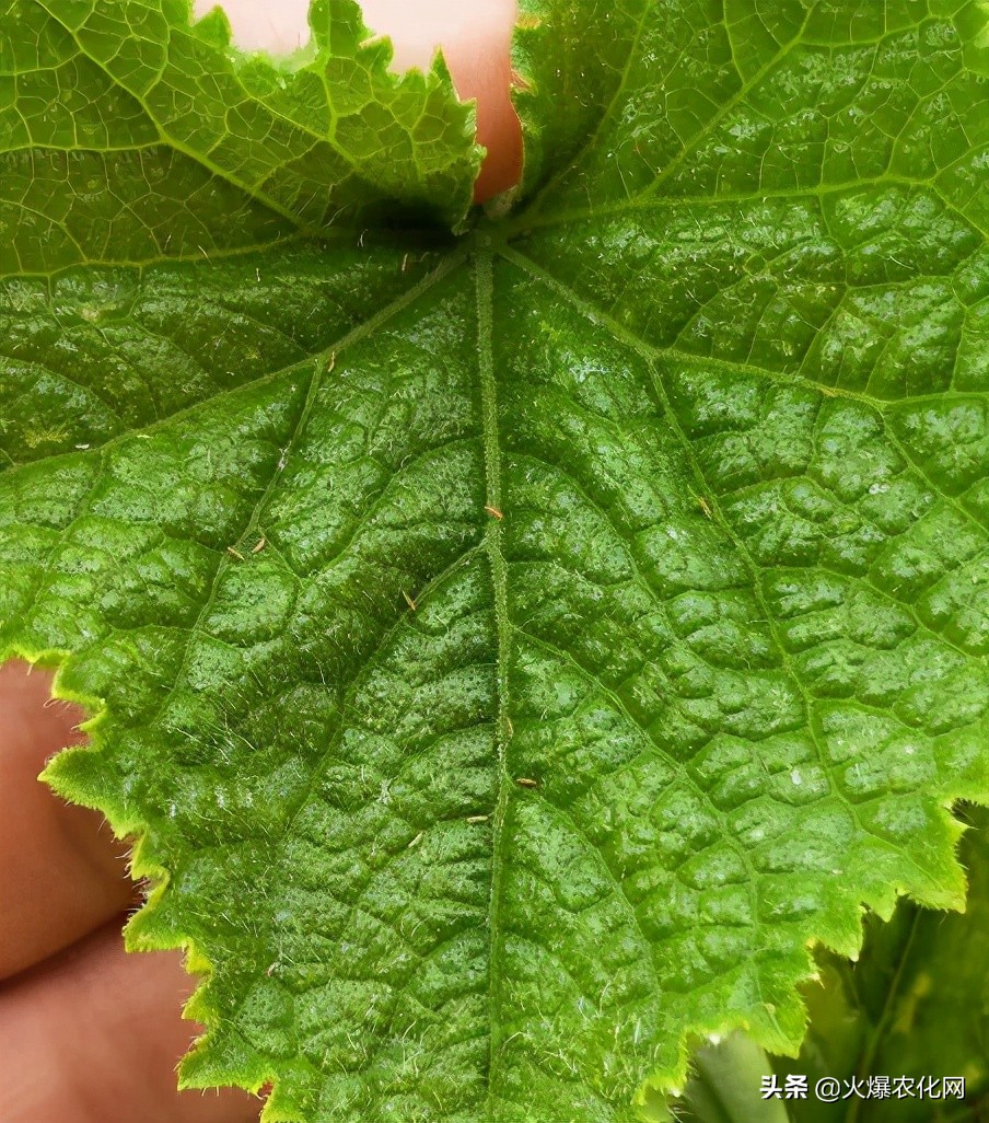 蓟马专用杀虫卵剂,除虫灭蚊大杀器