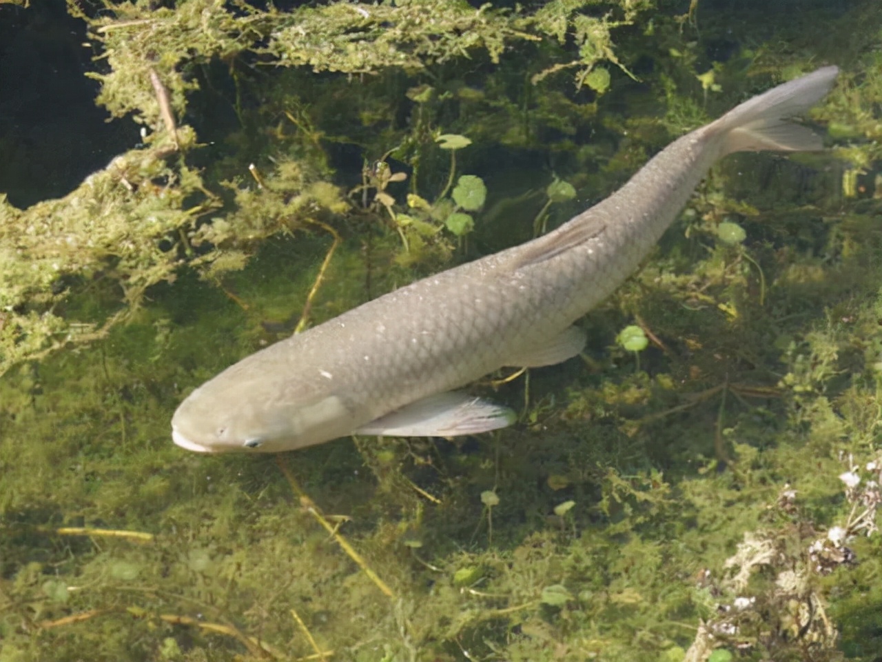 鱼塘草鱼密度少冬季如何钓草鱼,水库钓人工饲养的草鱼技巧和方法