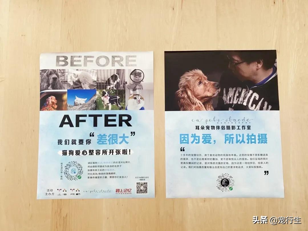 这家宠物快闪集市，怎么拍都好看，学会用宠物视角看世界