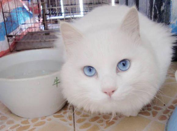 超好看的小说书推荐跟猫有关,以猫为主题的小说