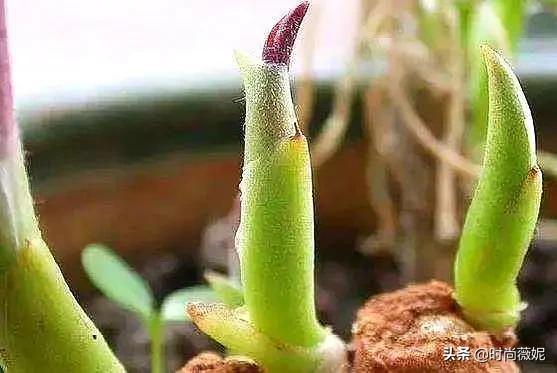 姜皮怎么发绿芽,姜去皮在水里还能发芽吗