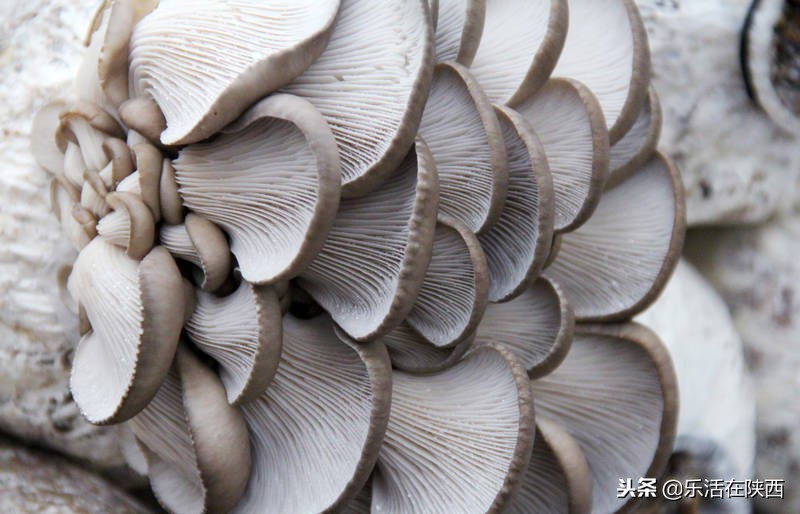 戏雪游乐场项目,戏雪乐园雪人