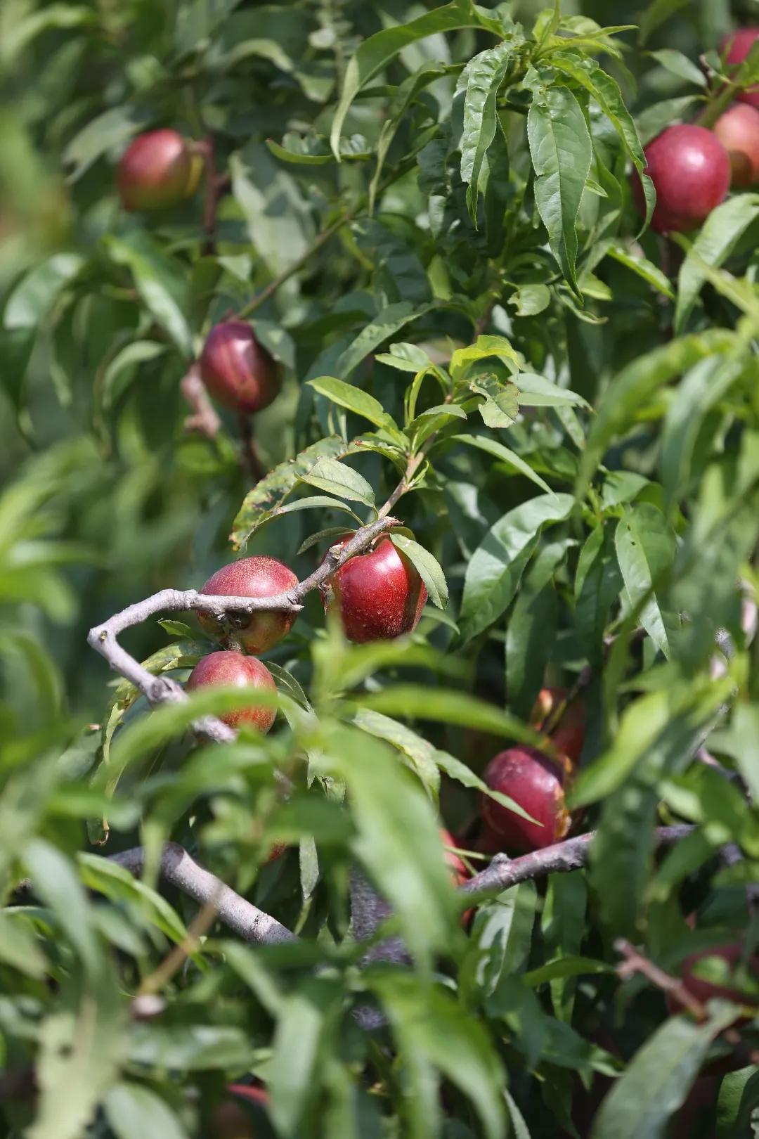 红红油桃挂枝头，这个五月“桃”你欢心