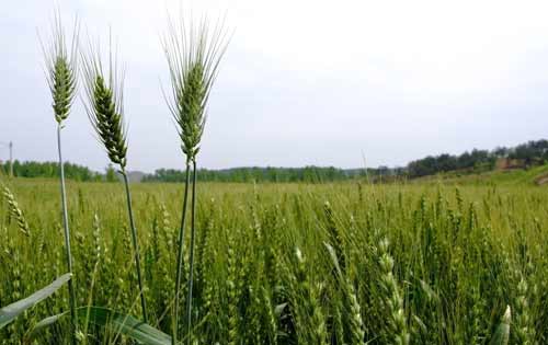 西瓜苗受了麦田除草剂药害怎么办,大蒜受到麦田除草剂药害怎么办