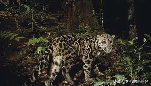 中国“小剑齿虎”，地上吃野猪、上树吃猴，挺过640万年今濒危！