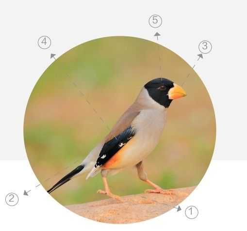 蜡嘴雀工笔画,蜡嘴鸟画画教程