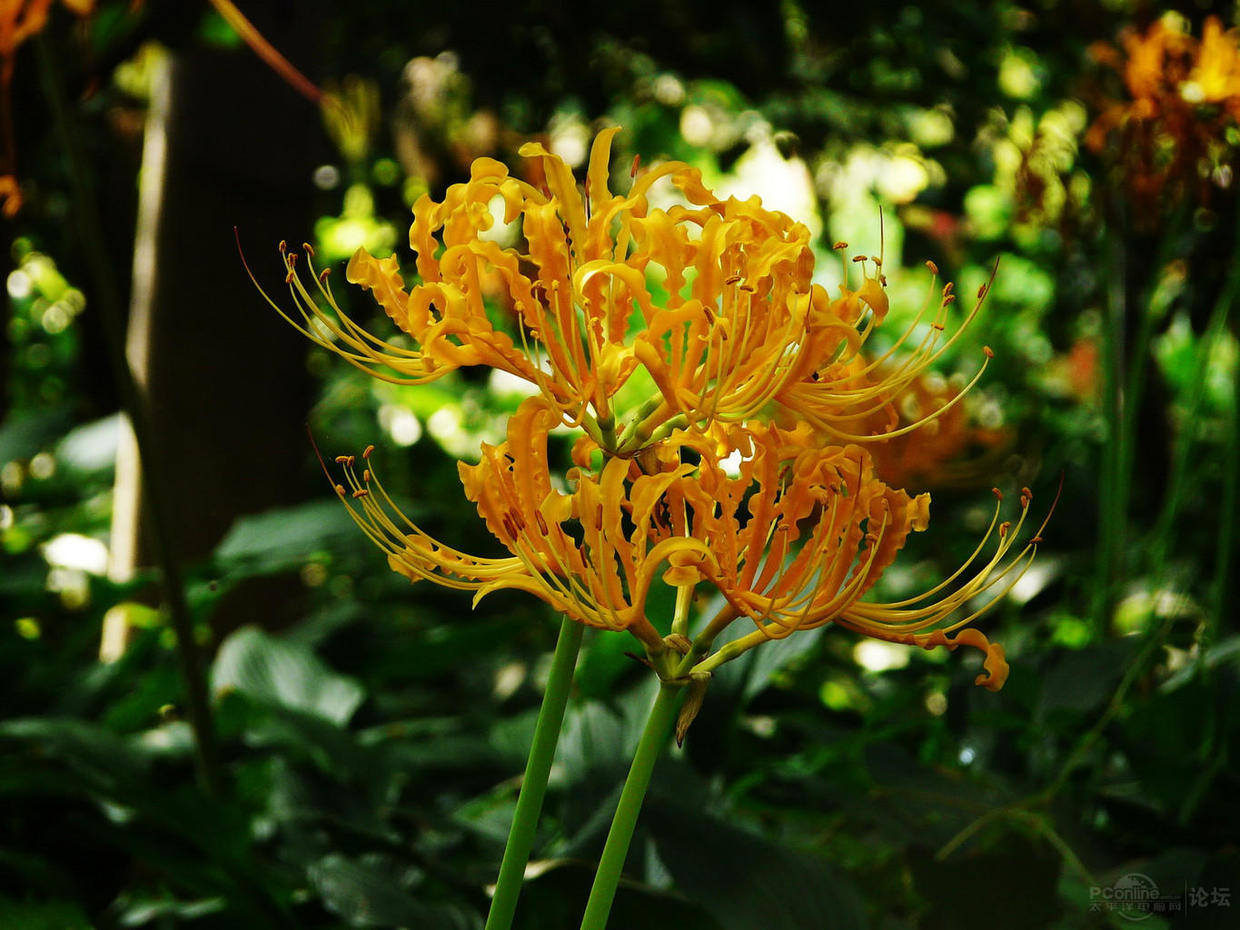 不一样的彼岸花,彼岸花什么颜色好看