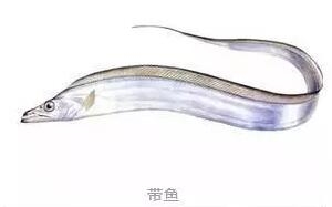 心痛的感觉!八种海鲜暂别啦