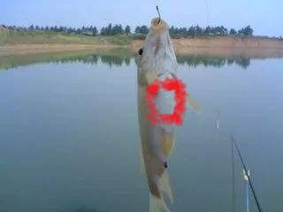 鱼类身上最常见的寄生虫长什么样,23种常见鱼类寄生虫高清图谱