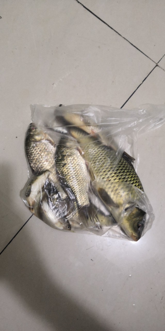 钓友入门竿子,钓鱼竿子新手野钓