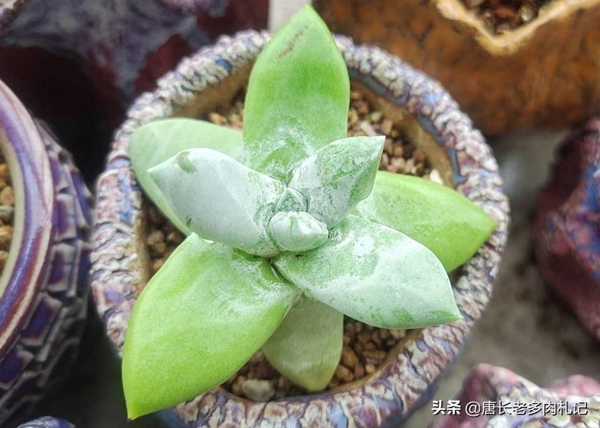 多肉花盆太贵了自己做,多肉太费钱怎么办