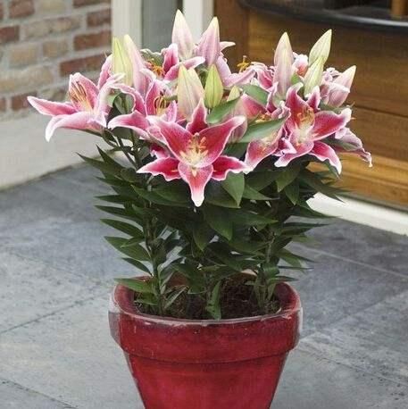 人养花花,人养花花养人哪些花养人