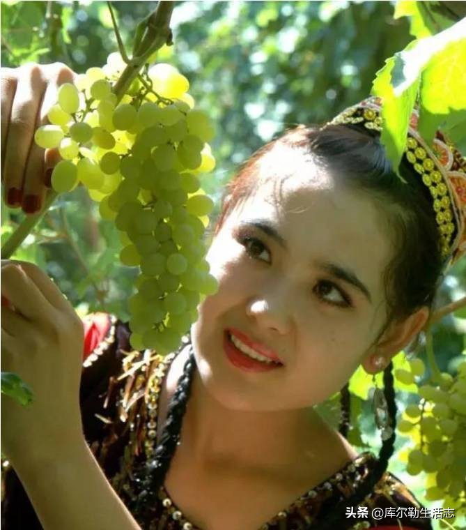 新疆哈密新品种葡萄,新疆新品种葡萄