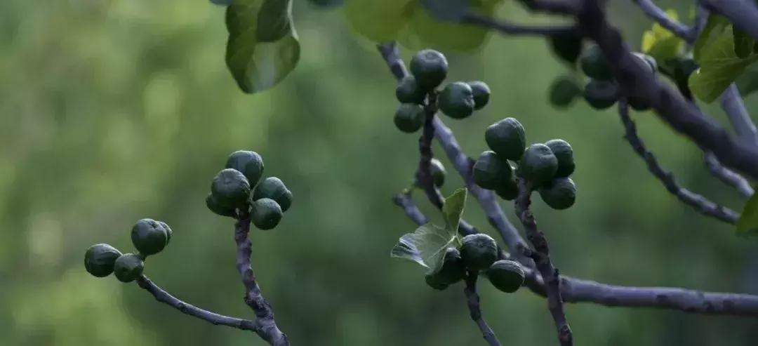 从中医的角度看待素食,中医上讲长期吃素好吗