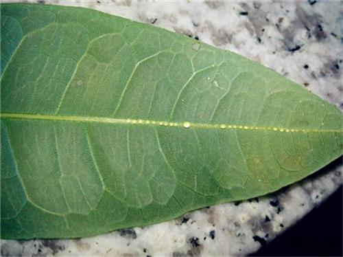 发财树叶片上有黏液是怎么回事,发财树枝干流液体怎么回事