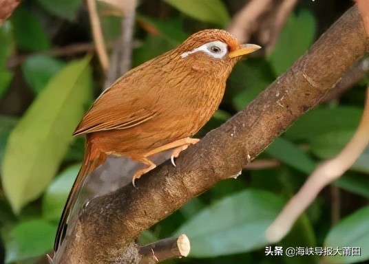 莆田画眉鸟事件,男子捕捉鸟类被逮捕