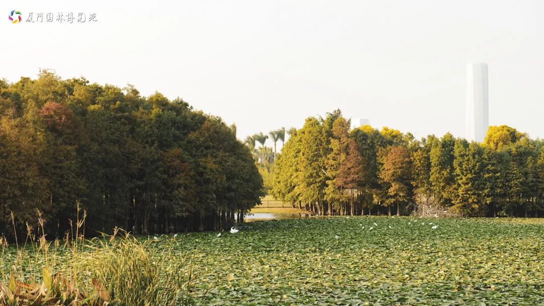 速来!园博苑有让*欲人**罢不能的季相变化之美,还有众多萌物陪伴你~