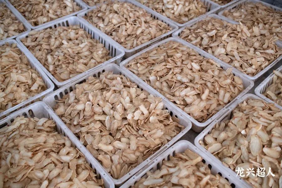 安徽道地药材天麻,天麻的道地药材