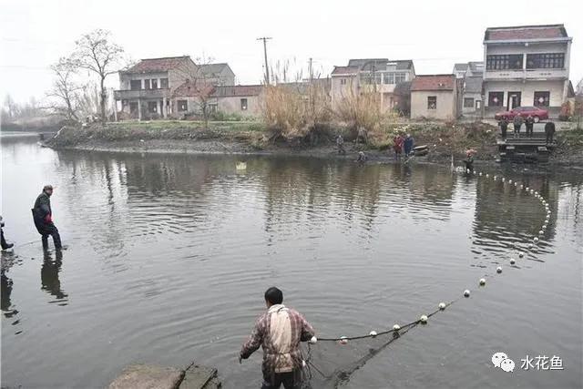 怎样提高鲫鱼水花下塘成活率,水花鱼苗下塘怎么处理