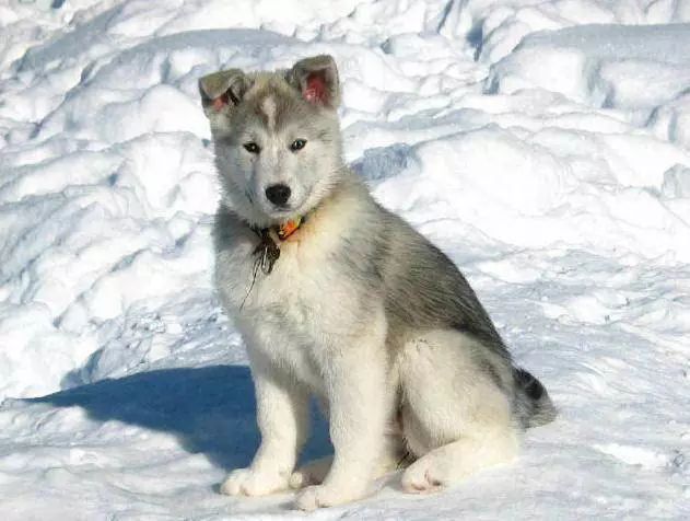 45只名犬排行,45种名犬您都认识吗