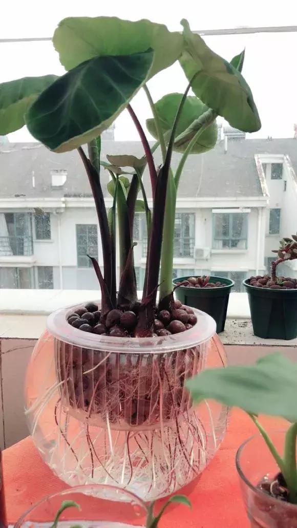 这6种菜根不要丢,哪4种菜根不能丢在家盆栽