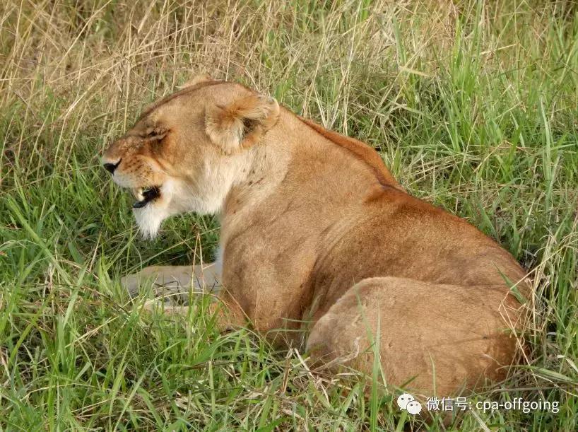 这个野奢的国度,欧美、日韩人都爱去,为何我们国家没人去?