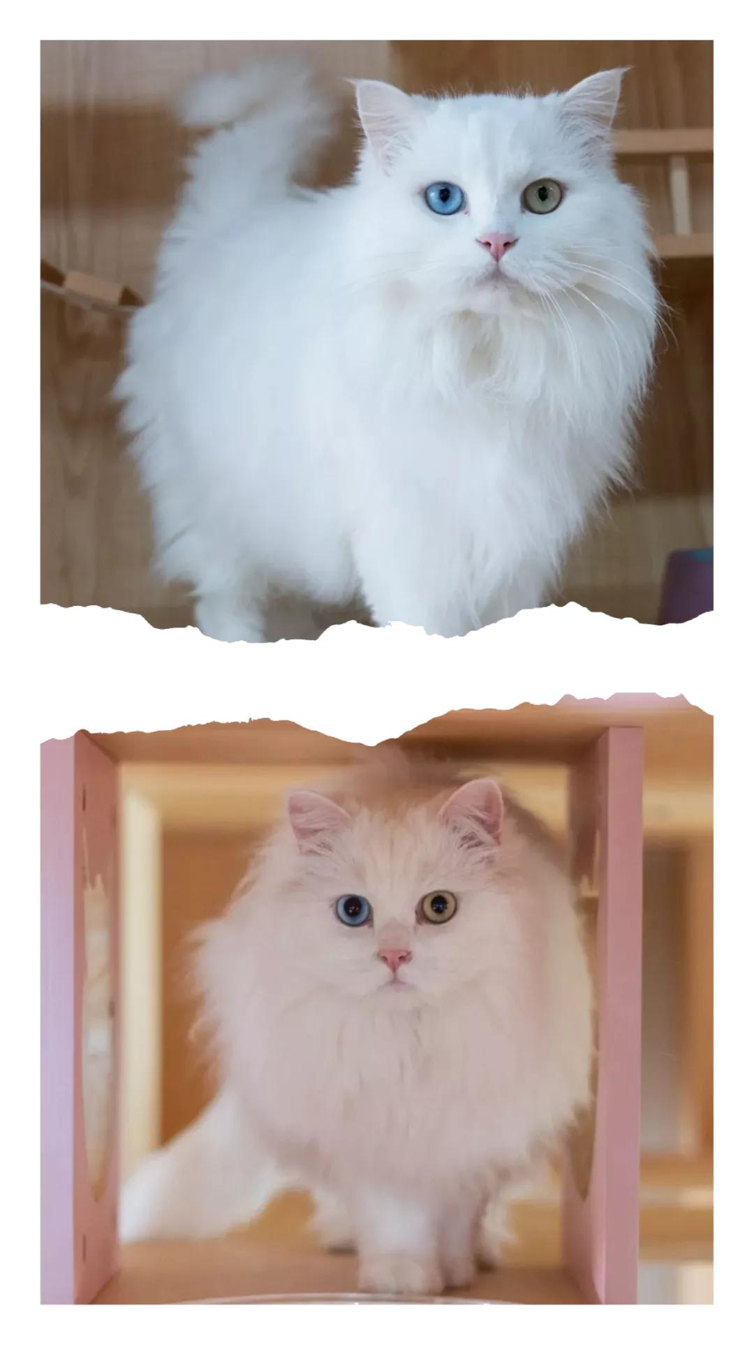 五一萌宠游园会,五一萌宠节