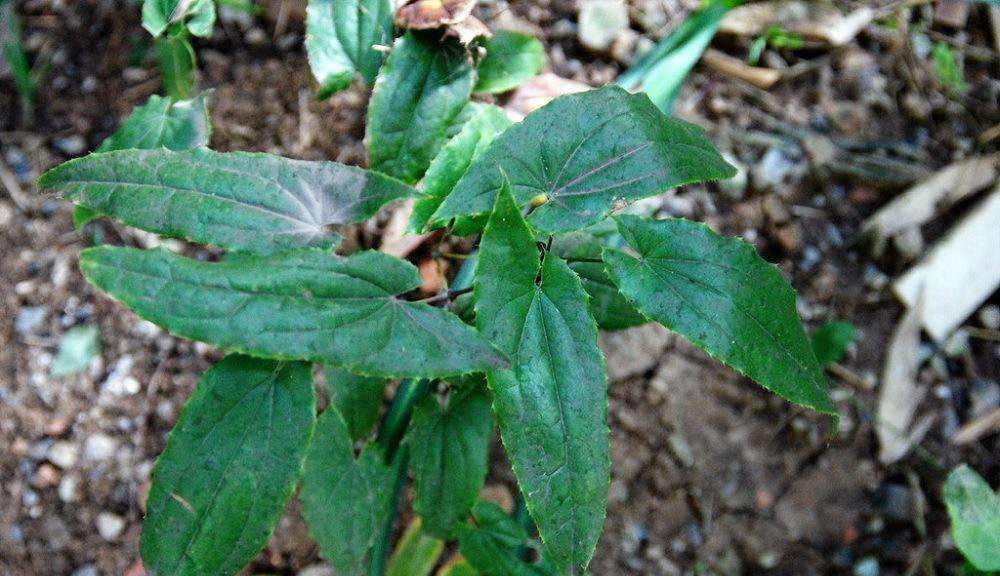 野生淫羊藿长得啥样图片,野草淫羊藿图片