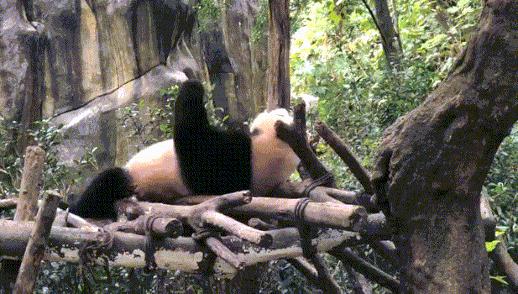 1h刹拢！想看大熊猫就去这3个地方，人少像包场，散养小熊猫