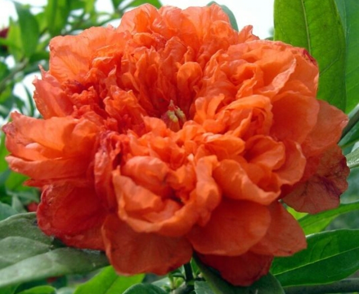 盆栽石榴树什么品种是甜的,石榴树带果实能用水培繁殖