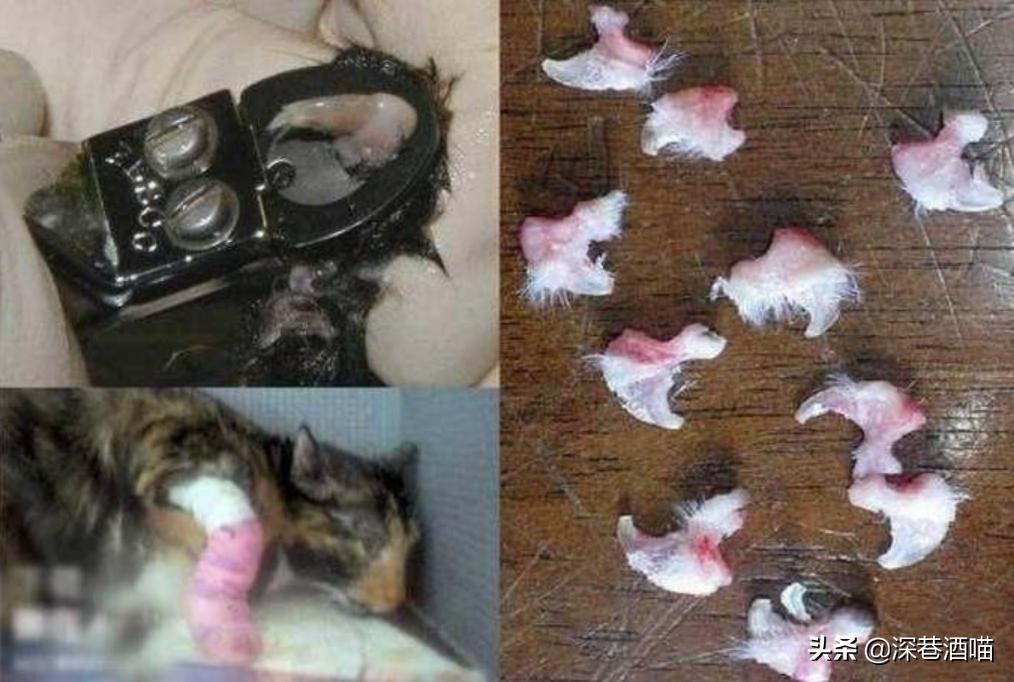 鍘荤埅鎵嬫湳瀵圭尗鏈夊澶х殑浼ゅ,妫夌澶ф硶鍚庡彲浠ョ粷鑲插悧