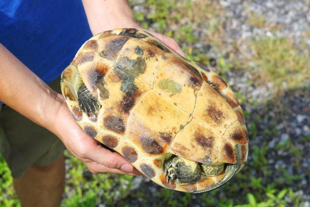 曝光这个龟痴老板,坐拥20多亩养龟场,就为做一瓶龟苓膏