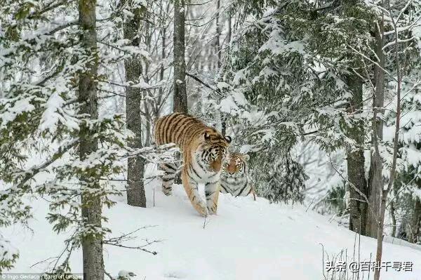 关于动物的10个伪事实你信了吗,关于动物的谣言许多人却深信不疑