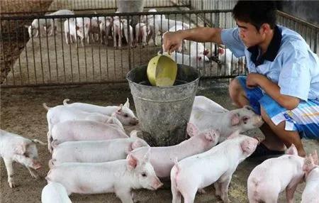 千头母猪场流传：母猪配种技术记录！（值得收藏）