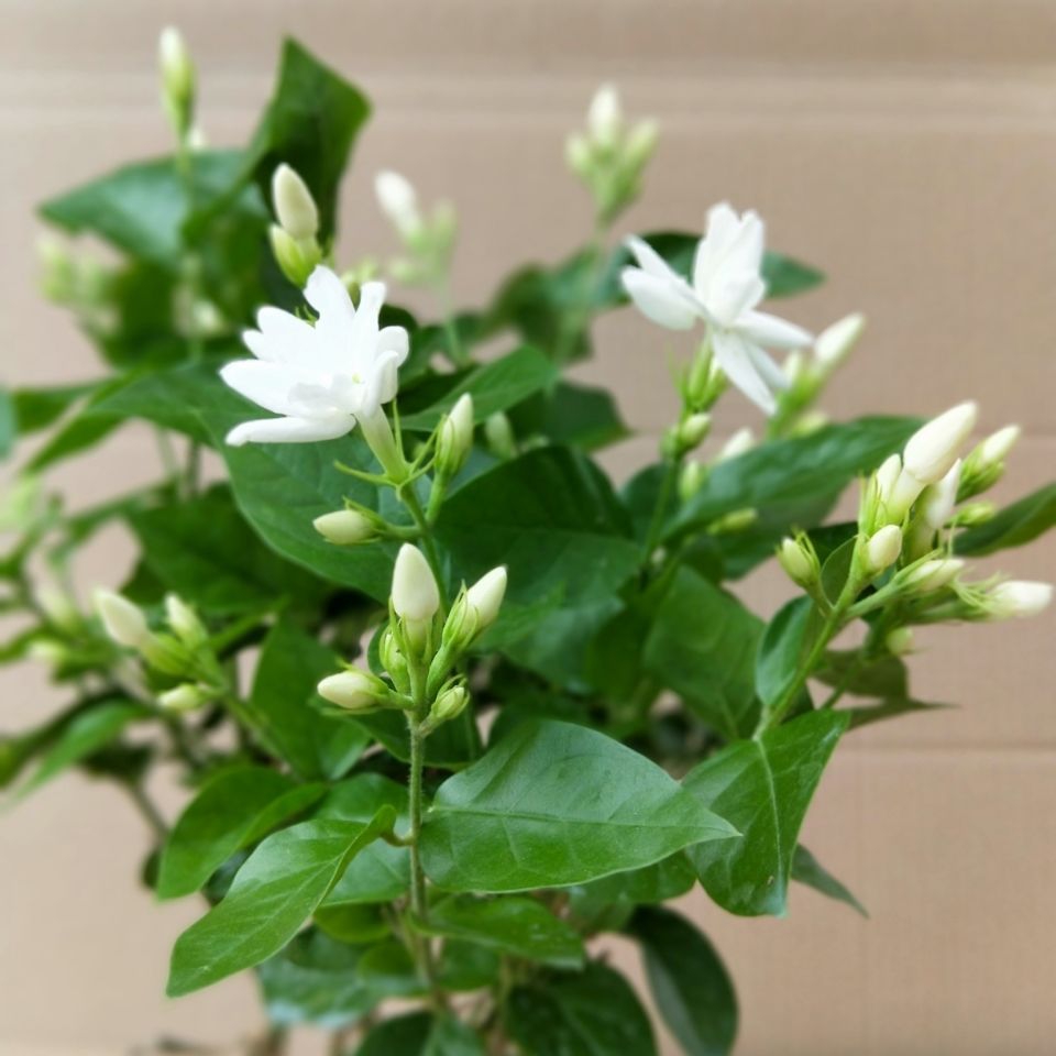 人养花一时养人一生,人养花同时花也养人