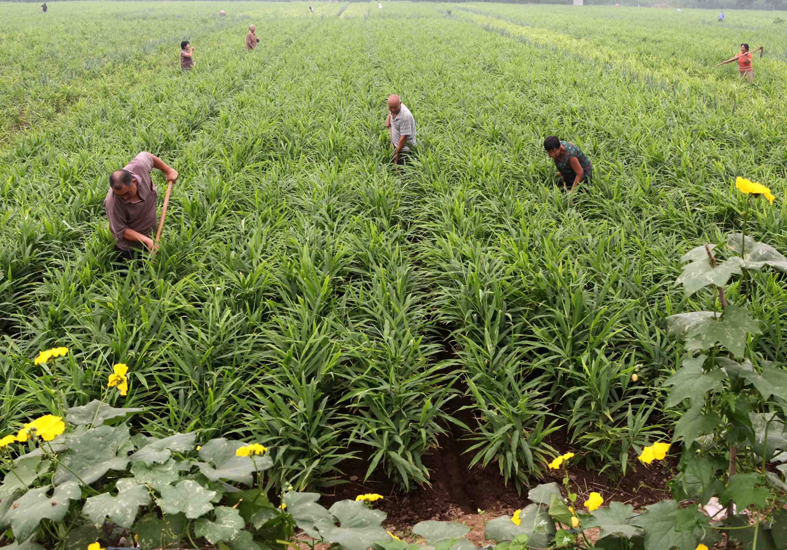 生姜适合什么土壤种植才能高产呢,茎穗兼收高产的生姜种植技术