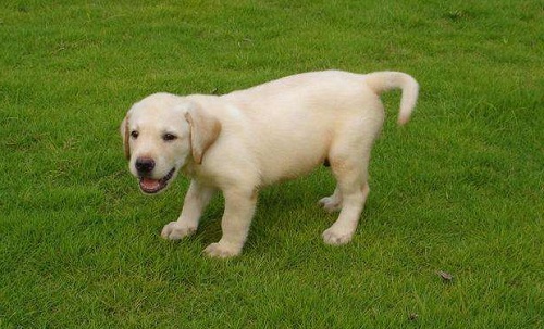 狗舔了正在愈合的伤口,狗的伤口自己能舔好吗