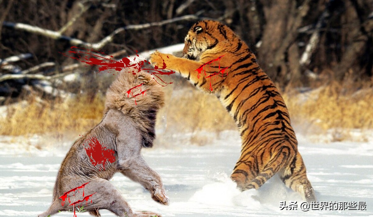 老虎比雄狮厉害但是还是会退让,最凶猛的老虎对最凶猛的雄狮对决