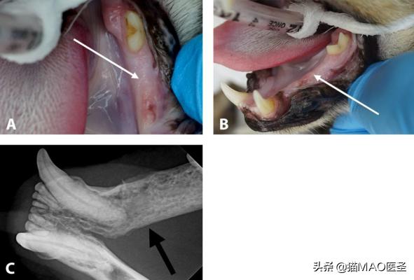 猫肿瘤,猫口腔鳞状上皮细胞癌