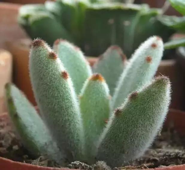 推荐轻松玩转100种常见多肉植物,700种多肉植物图鉴pdf百度云